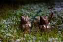 Militant bamsemums of the Endor brigade